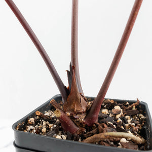 Anthurium Red Velvet Cake '24' x Home, Sweet Home '32' by DocBlock® (wk17-Y)