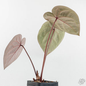 Anthurium Red Velvet Cake '24' x Home, Sweet Home '32' by DocBlock® (wk17-Y)
