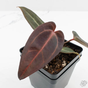anthurium red velvet cake Anthurium Red Velvet Cake '24' x Red Velvet Cake '24' by DocBlock® (wk –  Rare Plant Fairy