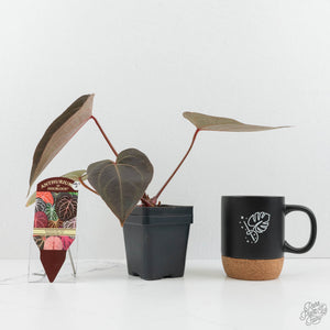 Anthurium Red Velvet Cake '24' x Red Velvet Cake '24' by DocBlock® (wk17-F)