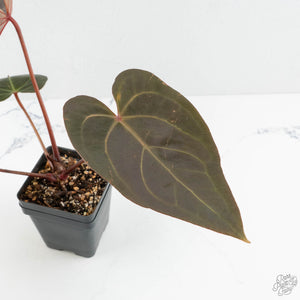 Anthurium Red Velvet Cake '24' x Red Velvet Cake '24' by DocBlock® (wk17-F)