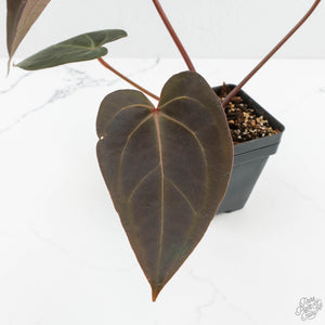 Anthurium Red Velvet Cake '24' x Red Velvet Cake '24' by DocBlock® (wk17-F)