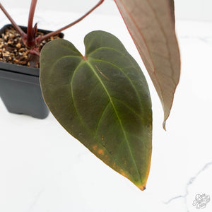 Anthurium Red Velvet Cake '24' x Red Velvet Cake '24' by DocBlock® (wk17-F)