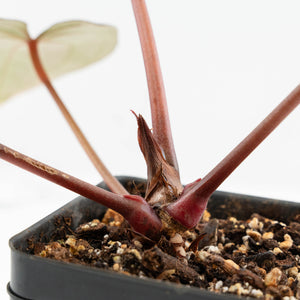Anthurium Red Velvet Cake '24' x Red Velvet Cake '24' by DocBlock® (wk17-F)