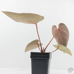 Anthurium Red Velvet Cake '24' x Red Velvet Cake '24' by DocBlock® (wk17-F)