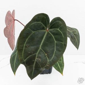 Anthurium Red Velvet Cake '24' x Zara '29' by DocBlock® (wk17-A)