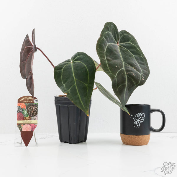 アリエル　エグータム Anthurium Carlablackiae “Amanda” x GPH001—Small Seedlings