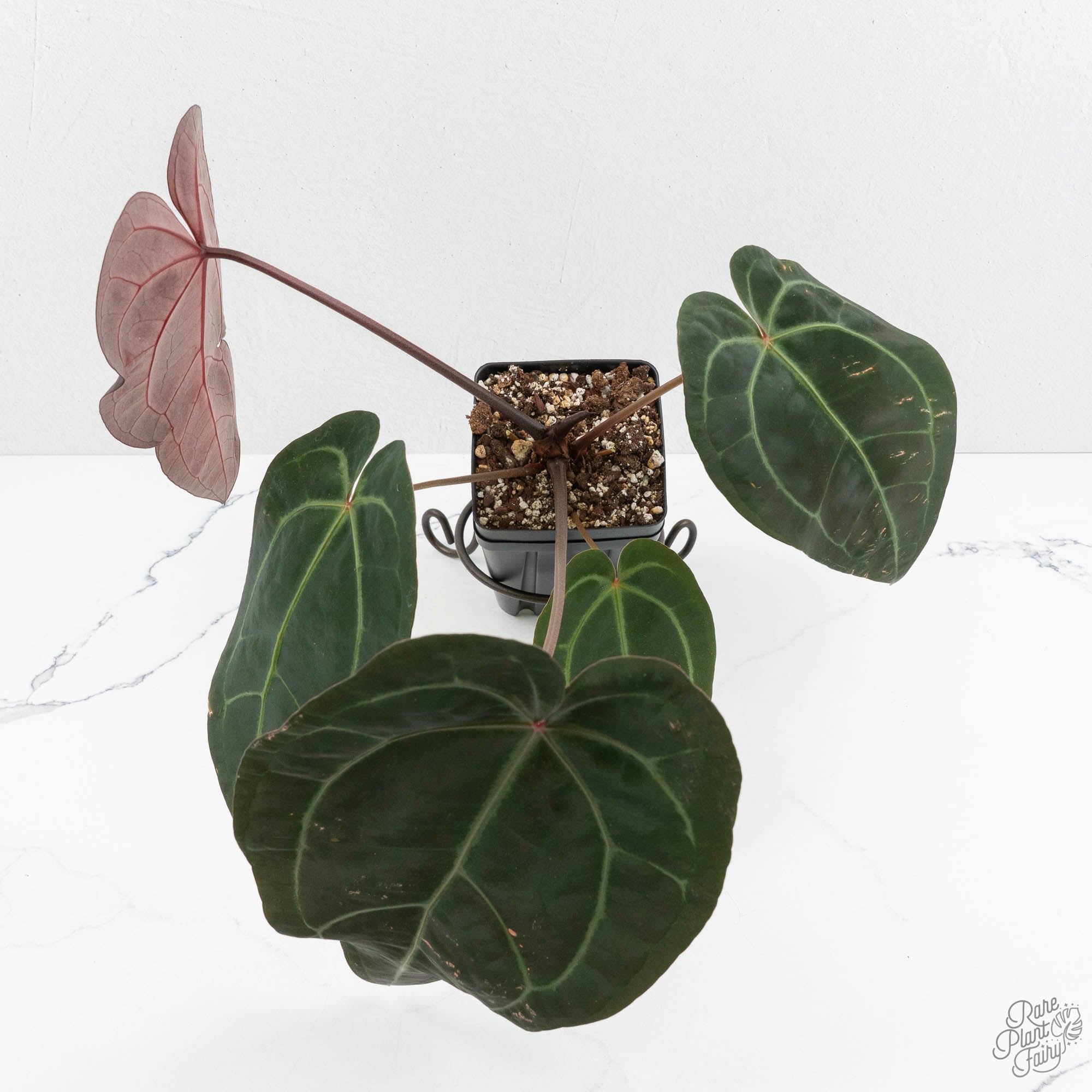 Anthurium Red Velvet Cake '24' x Zara '29' by DocBlock® (wk17-A