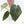 Anthurium Red Velvet Cake '24' x Zara '29' by DocBlock® (wk17-A)