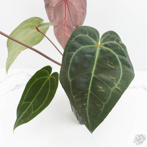 Anthurium Red Velvet Cake '24' x Zara '29' by DocBlock® (wk17-A)