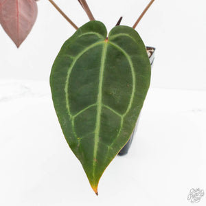 Anthurium Red Velvet Cake '24' x Zara '29' by DocBlock® (wk17-A)