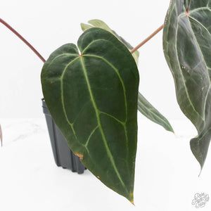 Anthurium Red Velvet Cake '24' x Zara '29' by DocBlock® (wk17-A)