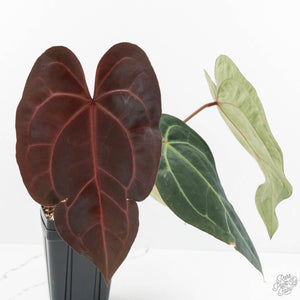 Anthurium Red Velvet Cake '24' x Zara '29' by DocBlock® (wk17-A)