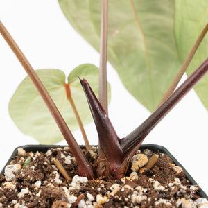 Anthurium Red Velvet Cake '24' x Zara '29' by DocBlock® (wk17-A)