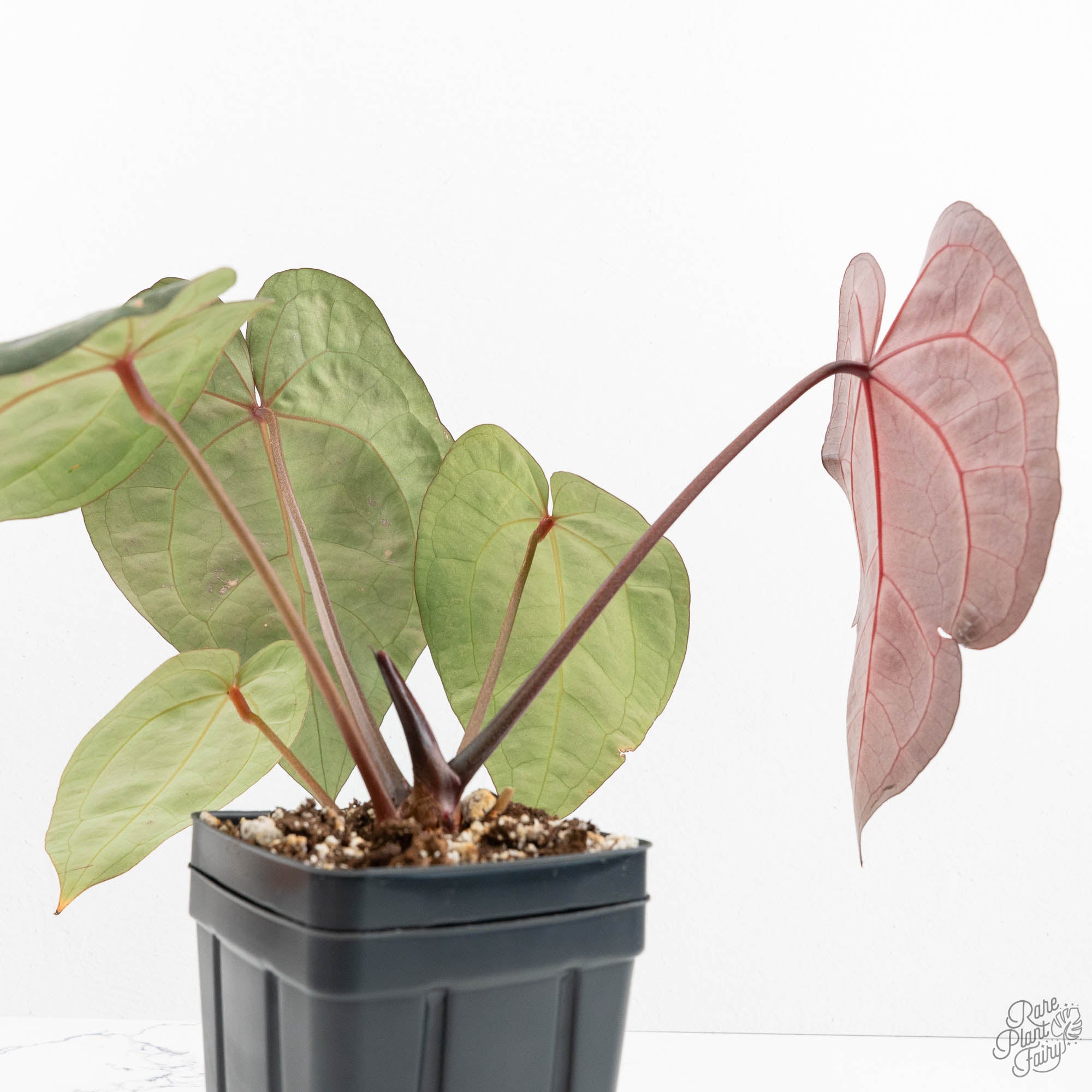 Anthurium Red Velvet Cake '24' x Zara '29' by DocBlock® (wk17-A