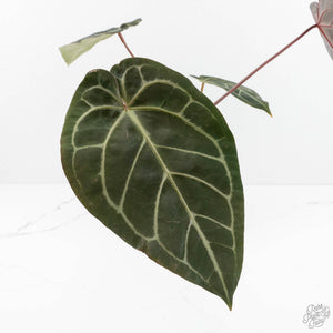 Anthurium Red Velvet Cake '24' x Zara '29' by DocBlock® (wk17-I)