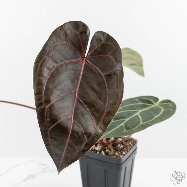Anthurium Red Velvet Cake '24' x Zara '29' by DocBlock® (wk17-I