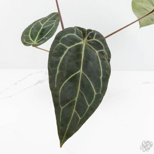 Anthurium Red Velvet Cake '24' x Zara '29' by DocBlock® (wk17-I)