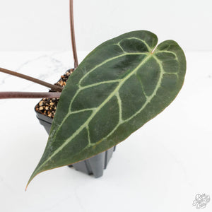 Anthurium Red Velvet Cake '24' x Zara '29' by DocBlock® (wk17-I)