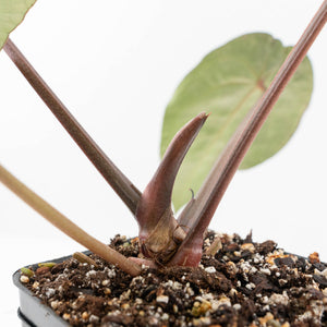 Anthurium Red Velvet Cake '24' x Zara '29' by DocBlock® (wk17-I)