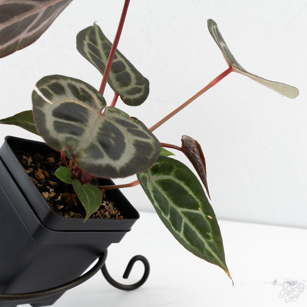 Anthurium Purple Rain '27' x Red Velvet Cake '24' by DocBlock® (wk10-V)