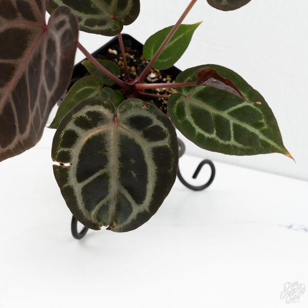 Anthurium Purple Rain '27' x Red Velvet Cake '24' by DocBlock® (wk10-V)