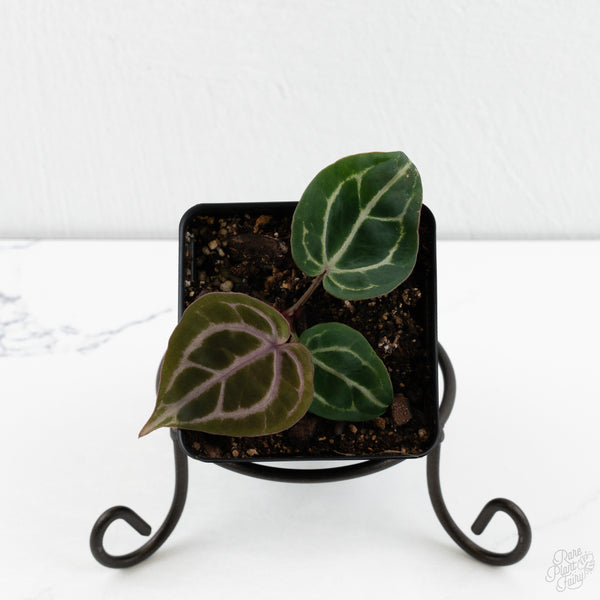 Anthurium Michelle '10' x Home, Sweet Home '32' by DocBlock® (wk10-W)