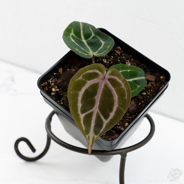 Anthurium Michelle '10' x Home, Sweet Home '32' by DocBlock® (wk10-W)