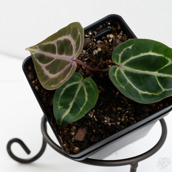 Anthurium Michelle '10' x Home, Sweet Home '32' by DocBlock® (wk10-W)