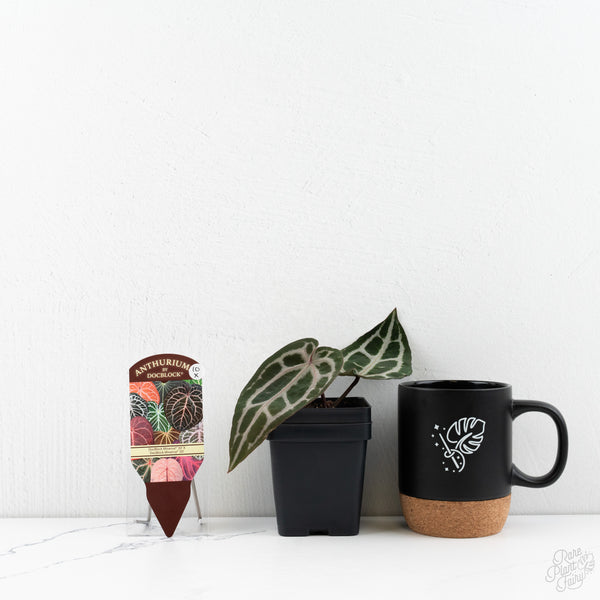 Anthurium Minerva '20' x  Minerva '20' by DocBlock® (wk10-X)