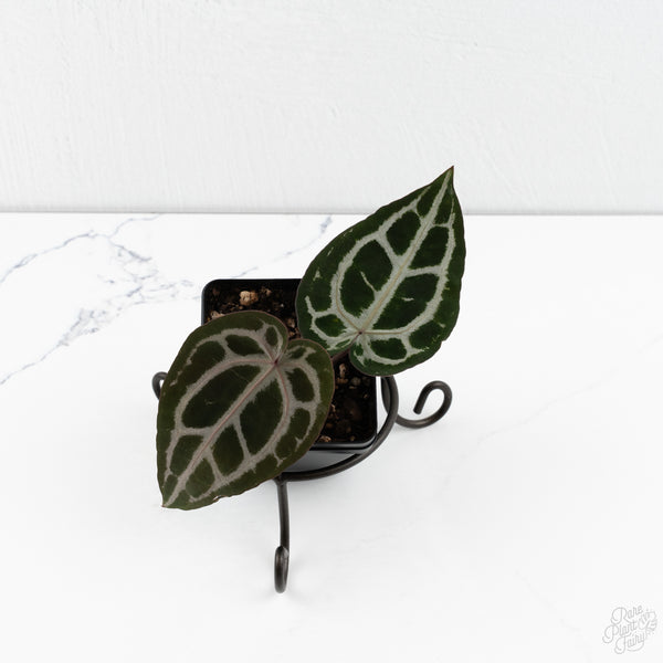 Anthurium Minerva '20' x  Minerva '20' by DocBlock® (wk10-X)