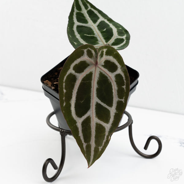 Anthurium Minerva '20' x  Minerva '20' by DocBlock® (wk10-X)