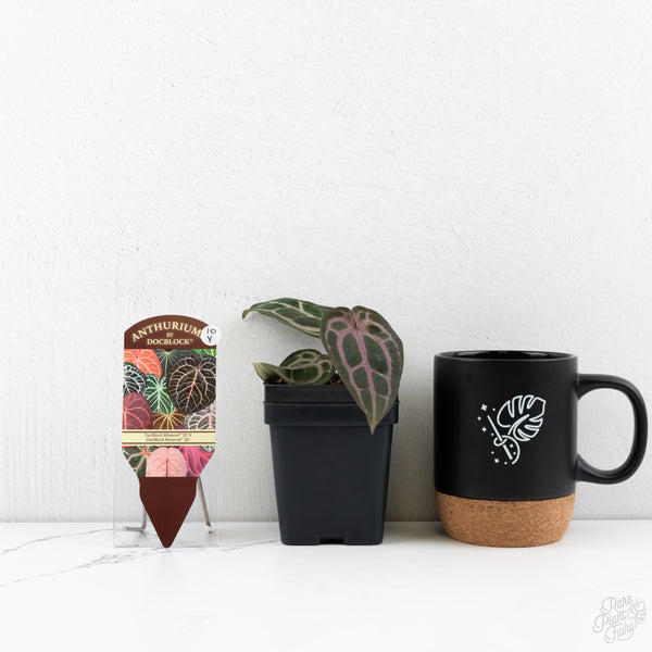 Anthurium Minerva '20' x  Minerva '20' by DocBlock® (wk10-Y)