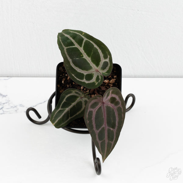 Anthurium Minerva '20' x  Minerva '20' by DocBlock® (wk10-Y)