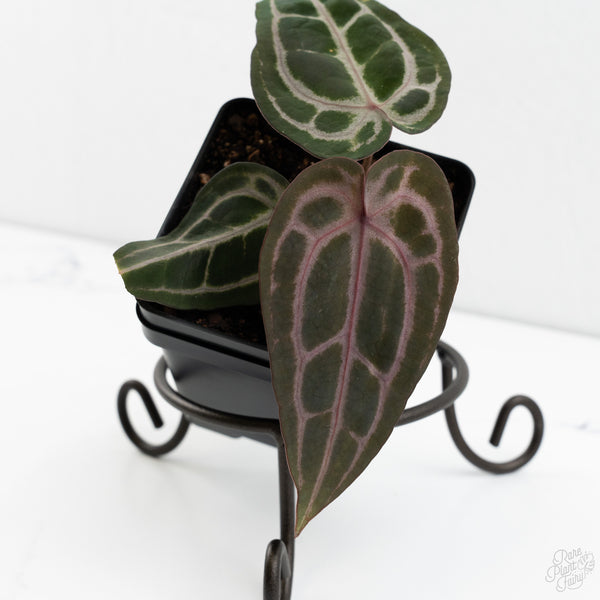 Anthurium Minerva '20' x  Minerva '20' by DocBlock® (wk10-Y)