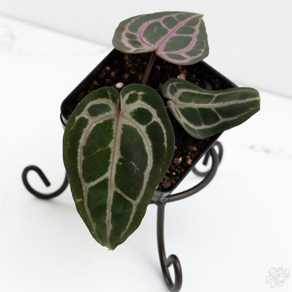 Anthurium Minerva '20' x  Minerva '20' by DocBlock® (wk10-Y)