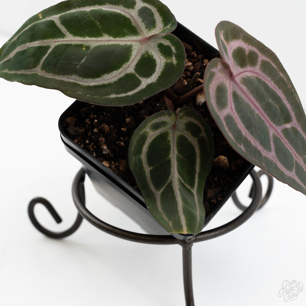 Anthurium Minerva '20' x  Minerva '20' by DocBlock® (wk10-Y)