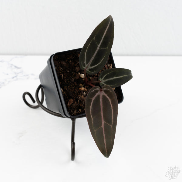 Anthurium Red Velvet Cake '24' x Red Velvet Cake '24' by DocBlock® (wk10-O)