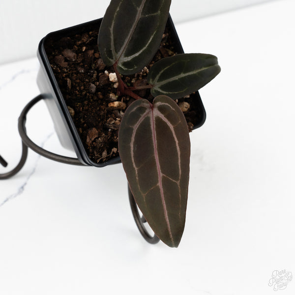 Anthurium Red Velvet Cake '24' x Red Velvet Cake '24' by DocBlock® (wk10-O)