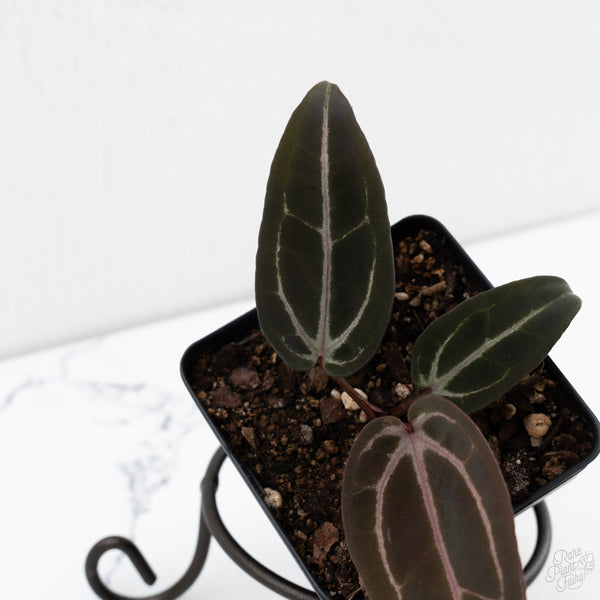 Anthurium Red Velvet Cake '24' x Red Velvet Cake '24' by DocBlock® (wk10-O)