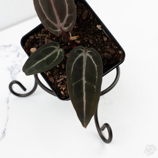 Anthurium Red Velvet Cake '24' x Red Velvet Cake '24' by DocBlock® (wk10-O)