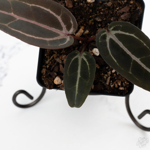 Anthurium Red Velvet Cake '24' x Red Velvet Cake '24' by DocBlock® (wk10-O)