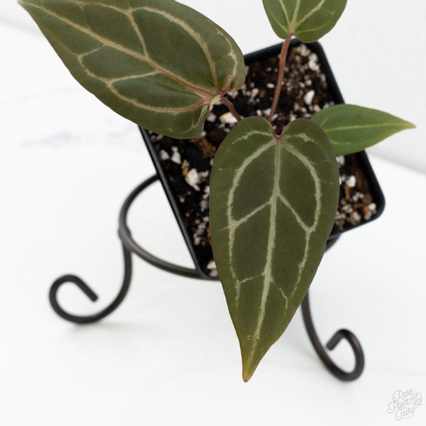 Anthurium Dark & Handsome '9' x Zara '14' by DocBlock® (wk10-U)