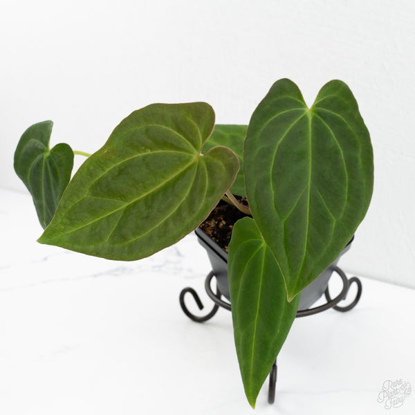 Anthurium Black Widow '43' x Red Velvet Cake '24' by DocBlock® (wk10-P)