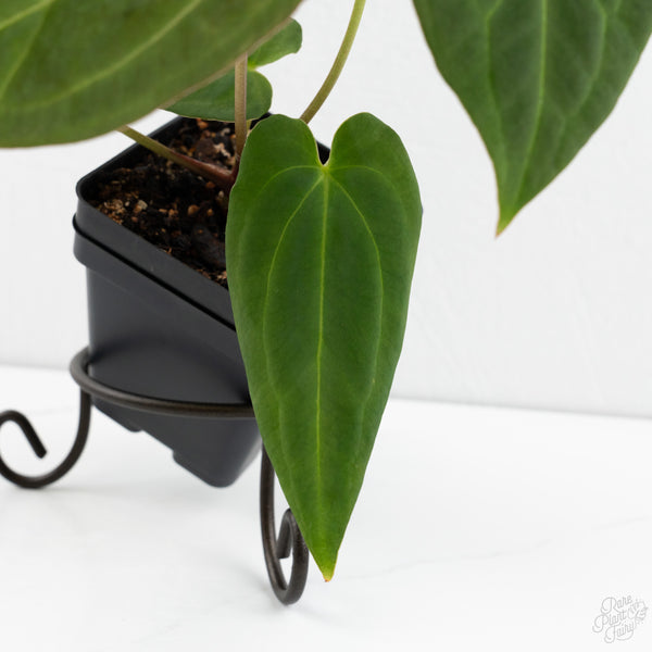 Anthurium Black Widow '43' x Red Velvet Cake '24' by DocBlock® (wk10-P)