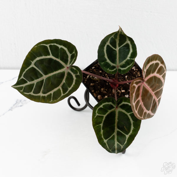 Anthurium Crystal Red '12' x Zara '14' by DocBlock® (wk10-Q)