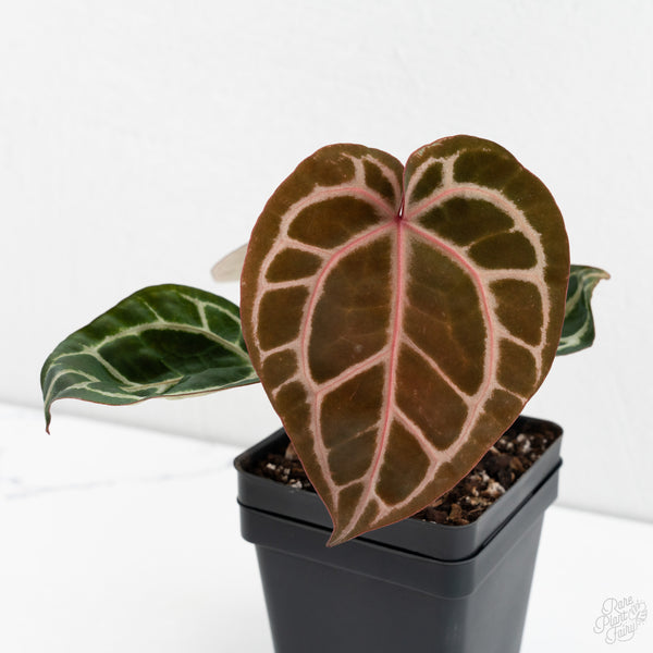 Anthurium Crystal Red '12' x Zara '14' by DocBlock® (wk10-Q)