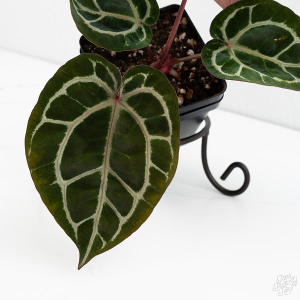 Anthurium Crystal Red '12' x Zara '14' by DocBlock® (wk10-Q)