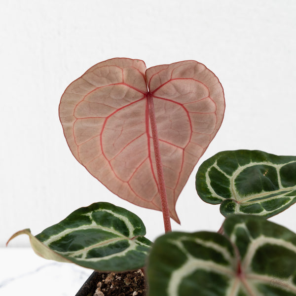 Anthurium Crystal Red '12' x Zara '14' by DocBlock® (wk10-Q)