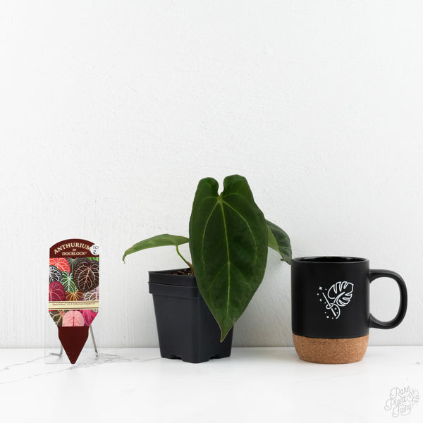 Anthurium Black Widow '43' x Forgetii '57' by DocBlock® (wk10-R)